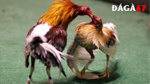 Cách chọn gà chọi hay