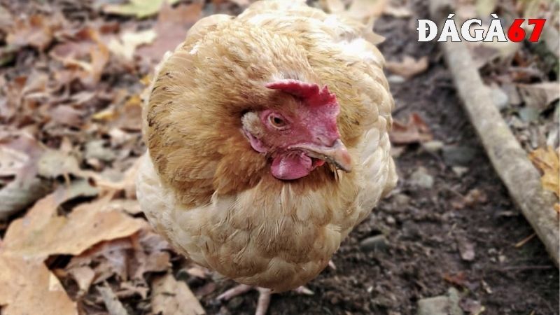 Cách phòng bệnh ORT ở gà hiệu quả?