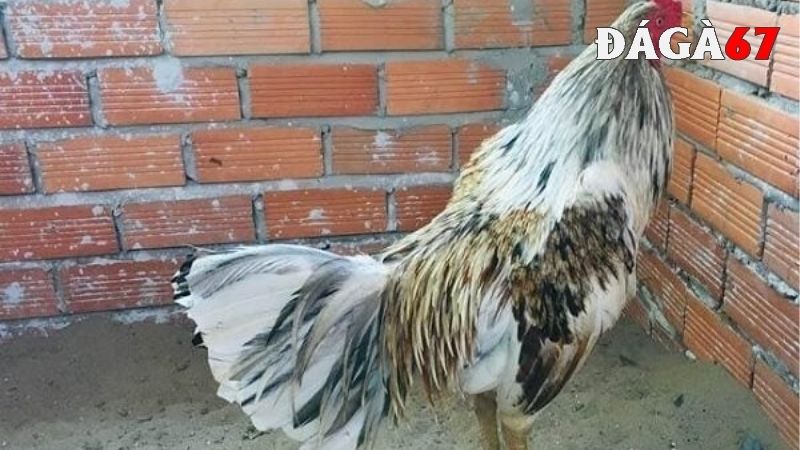 Đặc điểm của gà ngũ sắc chân trắng