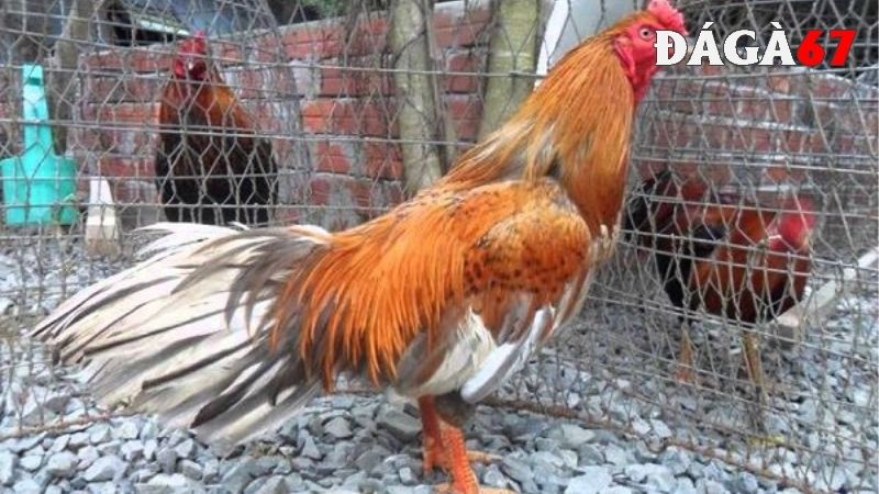 Kinh nghiệm nuôi gà Cao Lãnh 