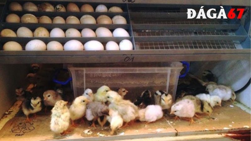Tầm quan trọng của cách bảo quản trứng gà để ấp?
