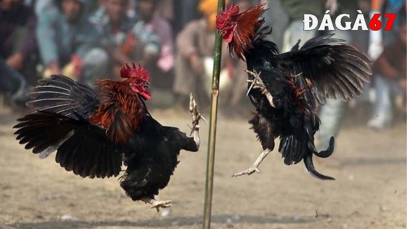 Tìm hiểu đá gà đòn là gì?