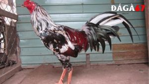 Gà ngũ sắc chân trắng